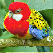 Eastern Rosella