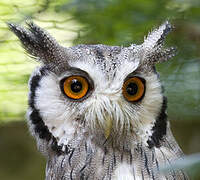 Northern White-faced Owl