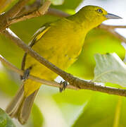 Common Iora