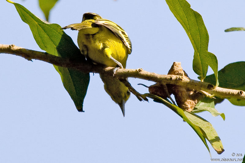 Petit Iora, identification