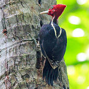 Pale-billed Woodpecker