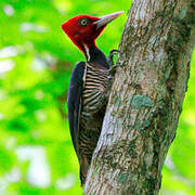 Pale-billed Woodpecker