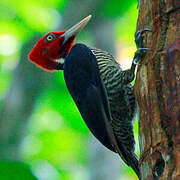 Pale-billed Woodpecker