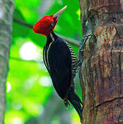 Pale-billed Woodpecker