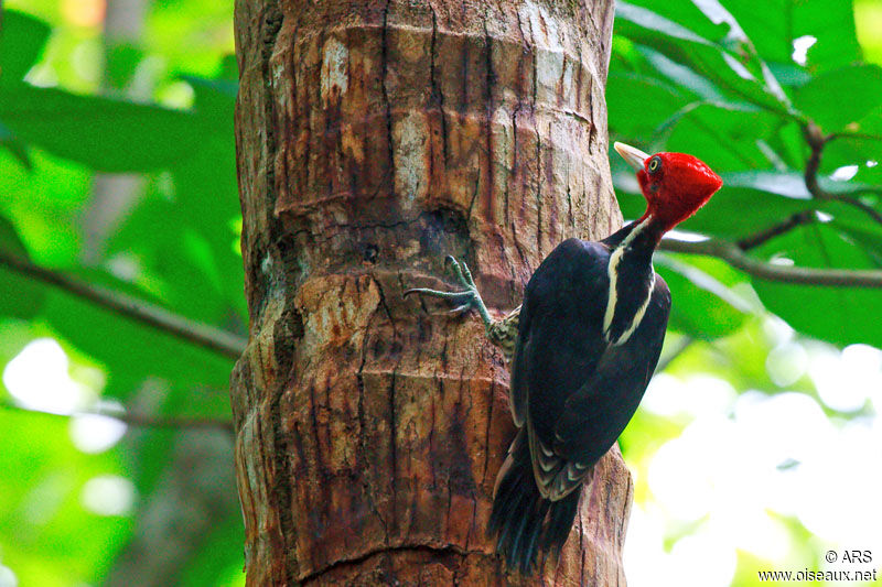 Pale-billed Woodpecker, identification