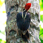 Pale-billed Woodpecker