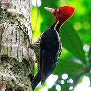 Pale-billed Woodpecker