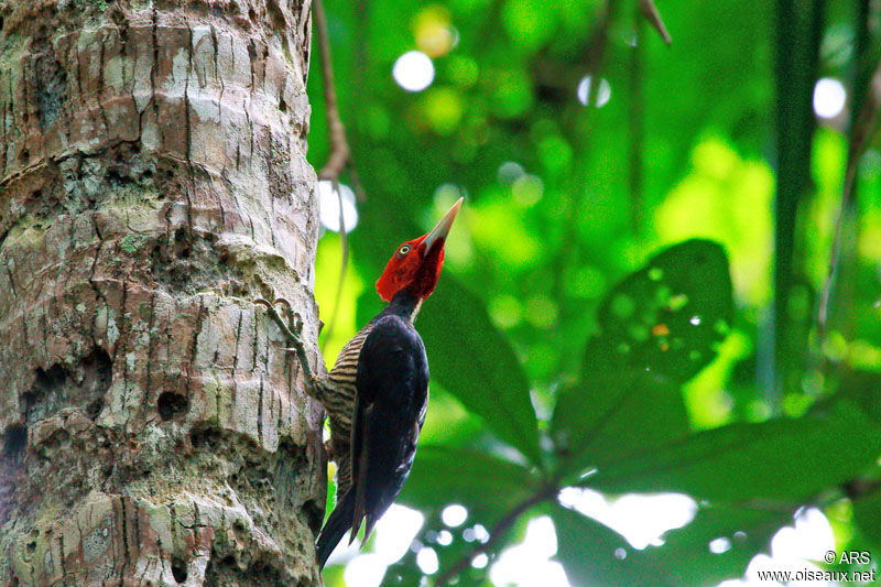 Pic à bec clair, identification