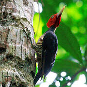 Pale-billed Woodpecker