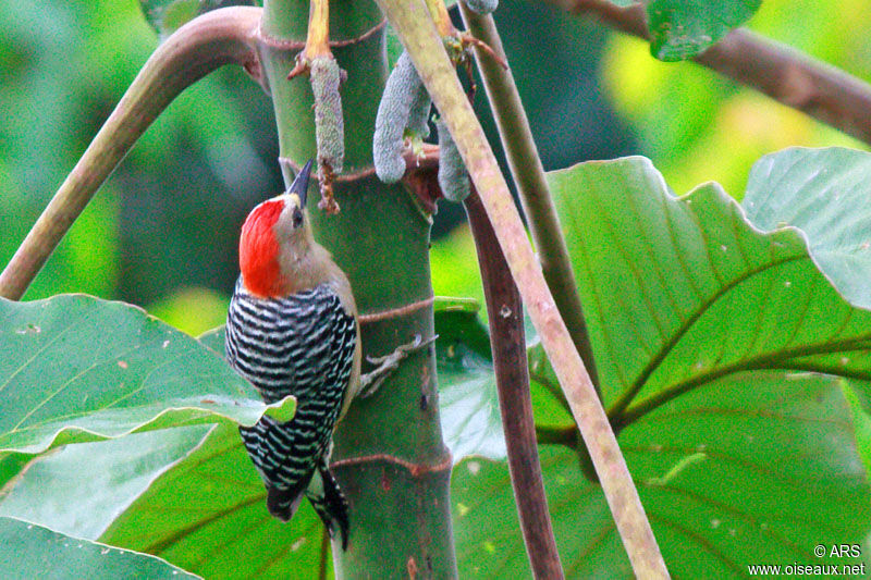 Red-crowned Woodpecker male adult, identification