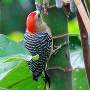 Red-crowned Woodpecker