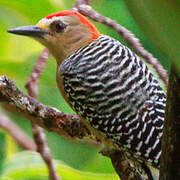 Red-crowned Woodpecker