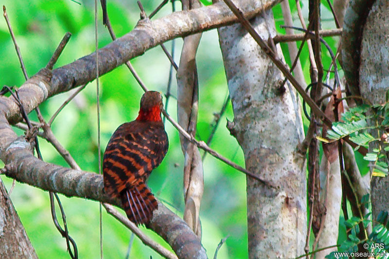 Bay Woodpecker, identification