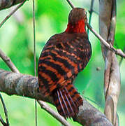 Bay Woodpecker