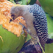 Hoffmann's Woodpecker