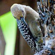 Hoffmann's Woodpecker