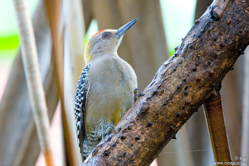 Hoffmann's Woodpecker male adult, identification