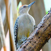 Hoffmann's Woodpecker