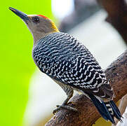 Hoffmann's Woodpecker