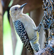 Hoffmann's Woodpecker