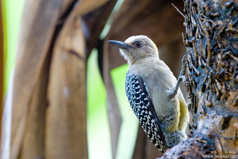 Hoffmann's Woodpecker female adult, identification