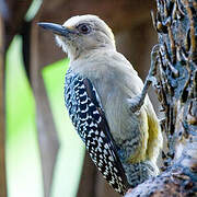 Hoffmann's Woodpecker