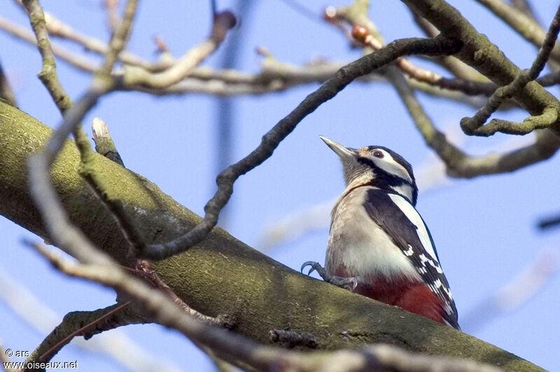 Great Spotted Woodpecker, identification