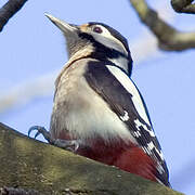 Great Spotted Woodpecker