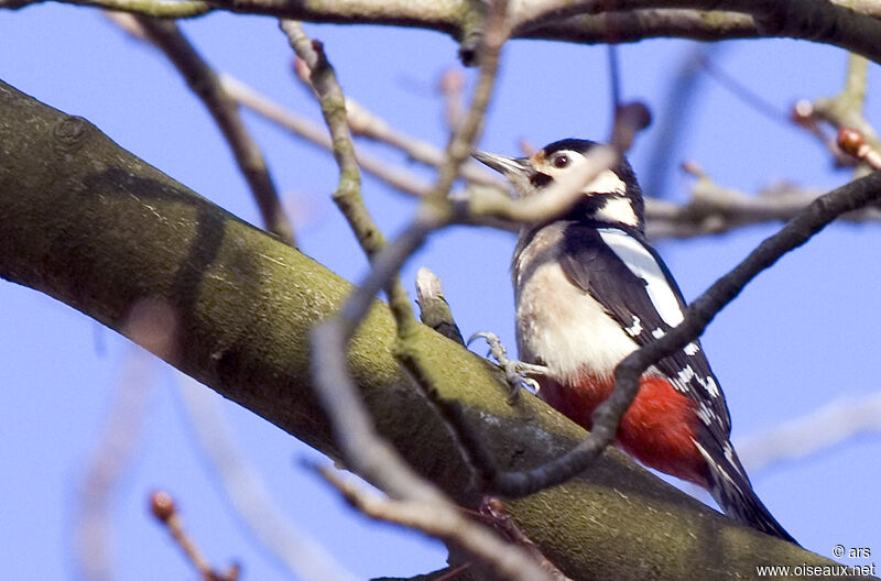 Great Spotted Woodpecker, identification