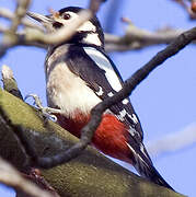 Great Spotted Woodpecker