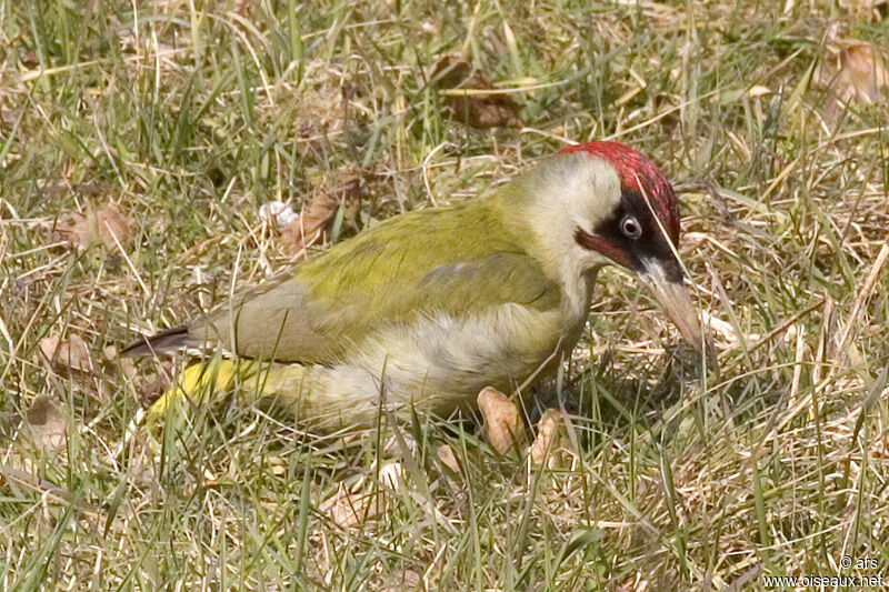 European Green Woodpecker, identification