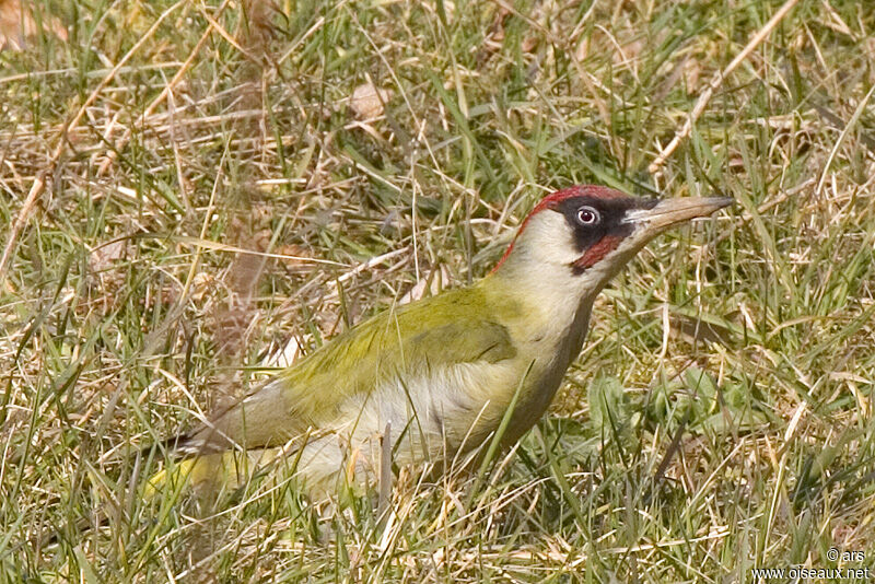 European Green Woodpecker, identification