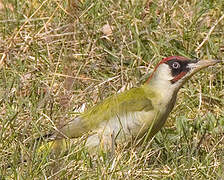 European Green Woodpecker