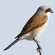 Red-backed Shrike