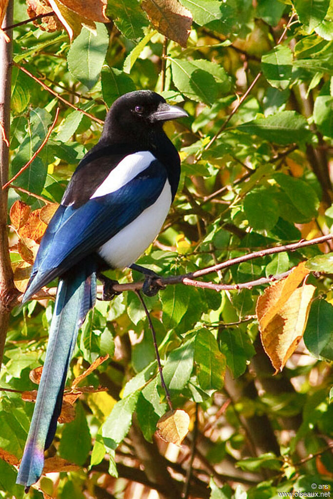 Eurasian Magpie, identification