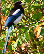 Eurasian Magpie