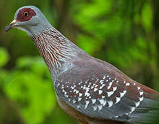 Speckled Pigeon