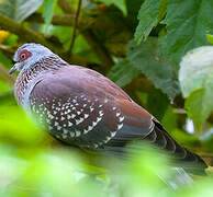 Speckled Pigeon