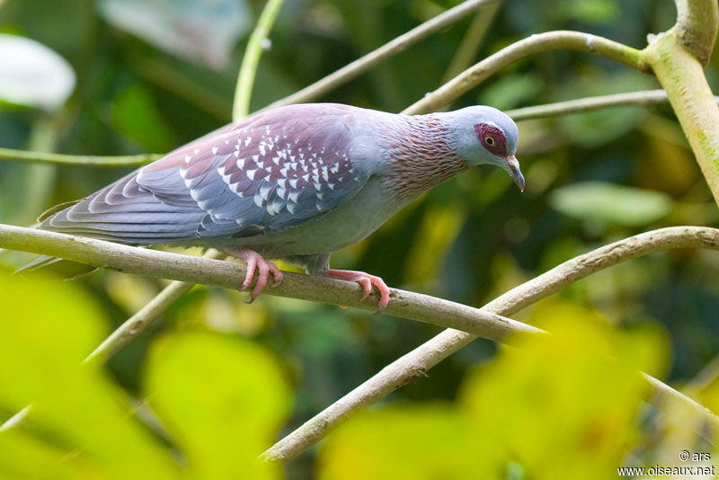 Speckled Pigeon, identification