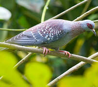 Speckled Pigeon