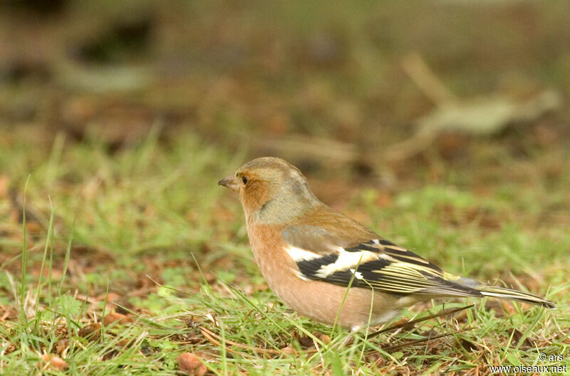 Common Chaffinch male adult, identification