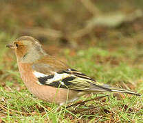 Eurasian Chaffinch