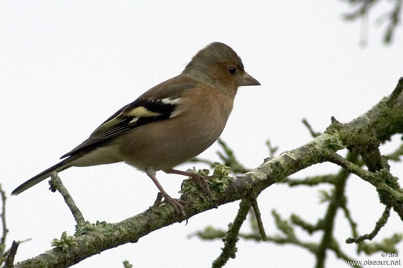 Eurasian Chaffinch male adult, identification