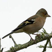 Common Chaffinch