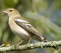 Common Chaffinch