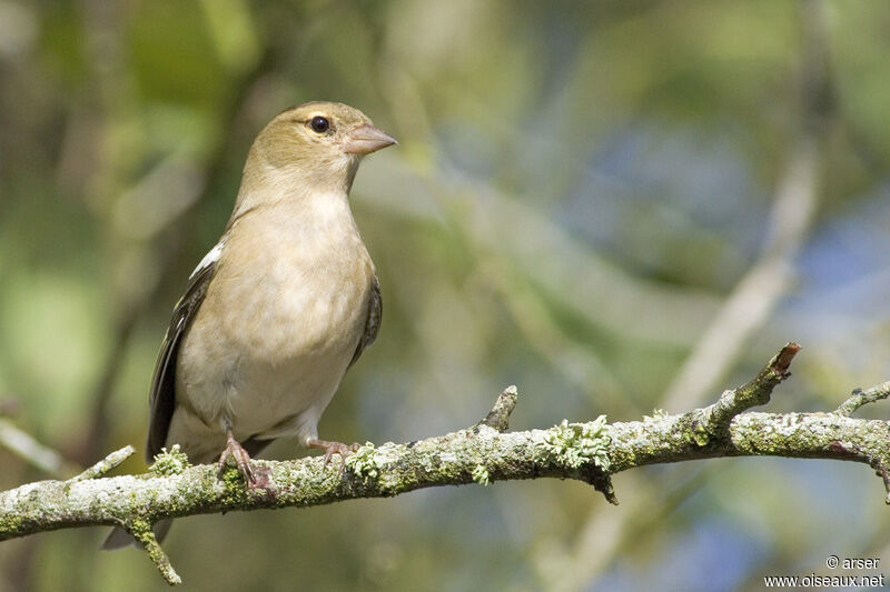 Eurasian Chaffinch, identification