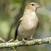 Eurasian Chaffinch