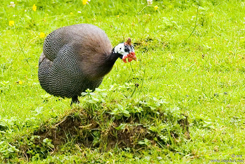 Helmeted Guineafowl, identification