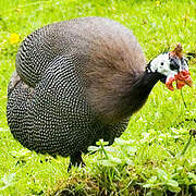 Helmeted Guineafowl