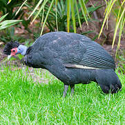 Eastern Crested Guineafowl